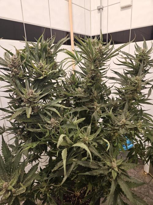 RF3 mixpack fastbuds run. Week 12