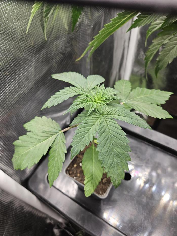 ff tropicana cookies f2b. Week 3