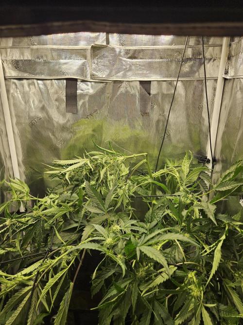 24 Carat. Week 8