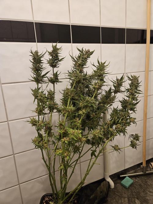 RF3 mixpack fastbuds run. Week 13