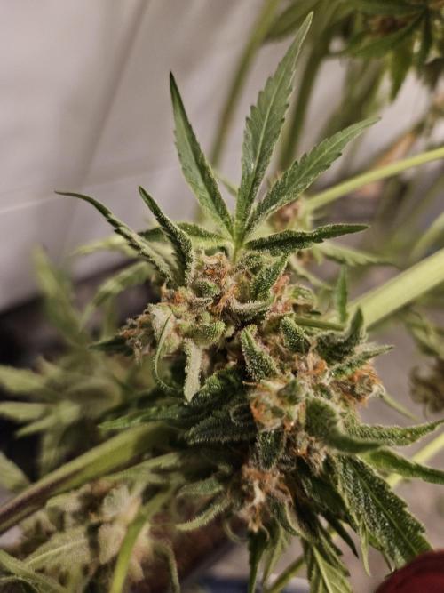 RF3 mixpack fastbuds run. Week 13