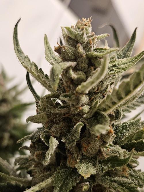 RF3 mixpack fastbuds run. Week 13