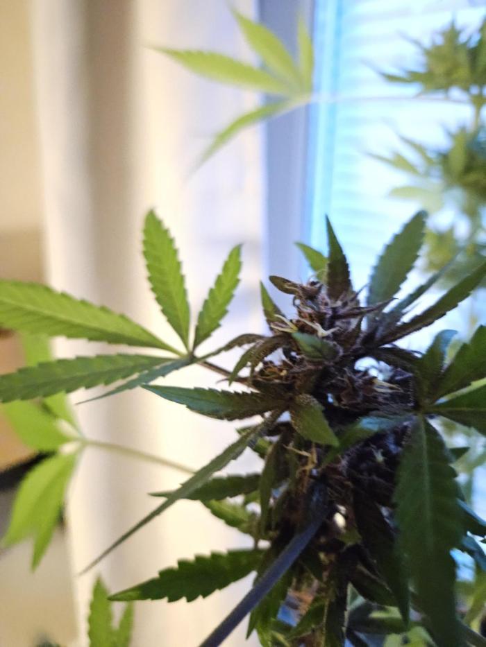 purplematic CBD run from Rqs. Week 11