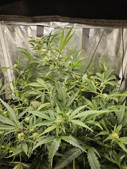 24 Carat. Week 9