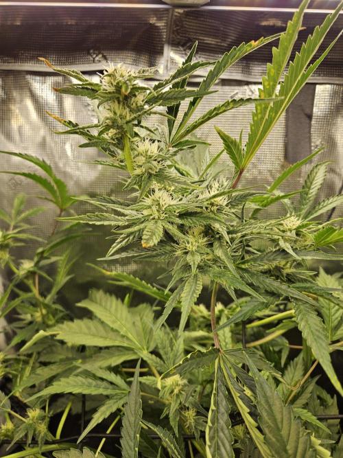 24 Carat. Week 9