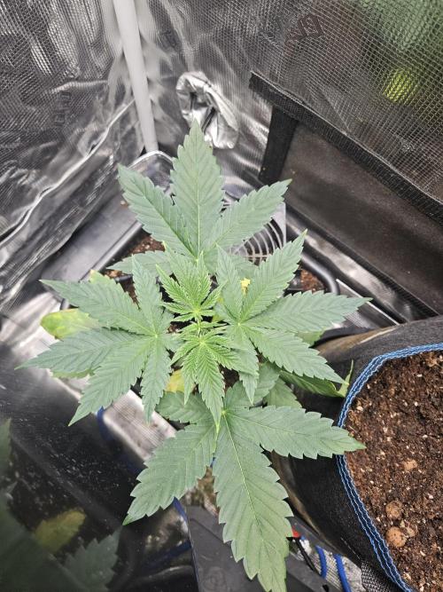 Tropicana Cookies FF. Week 4