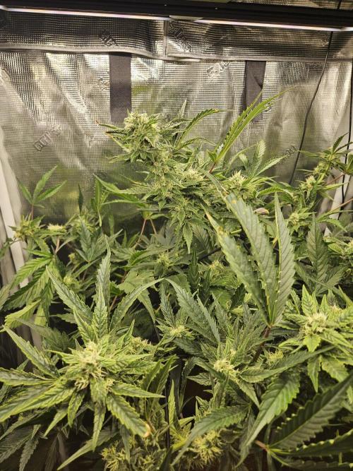24 carat Mephisto grow!. Week 10