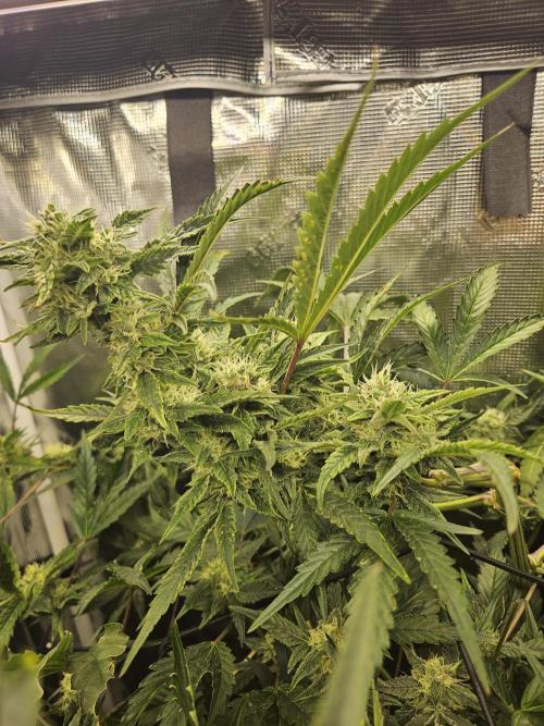 24 carat Mephisto grow!. Week 10
