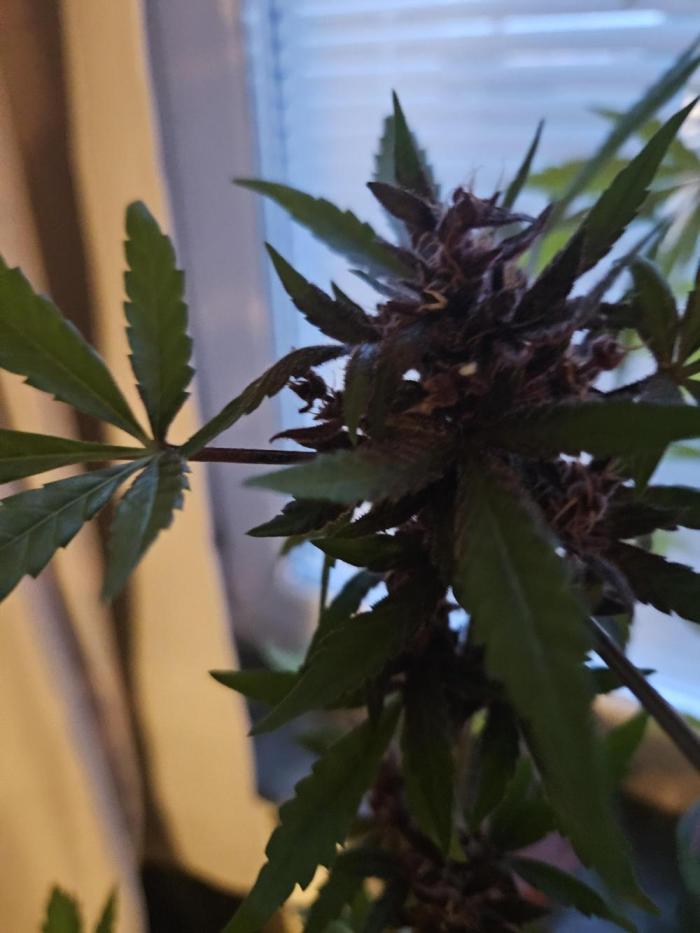 purplematic CBD run from Rqs. Week 12