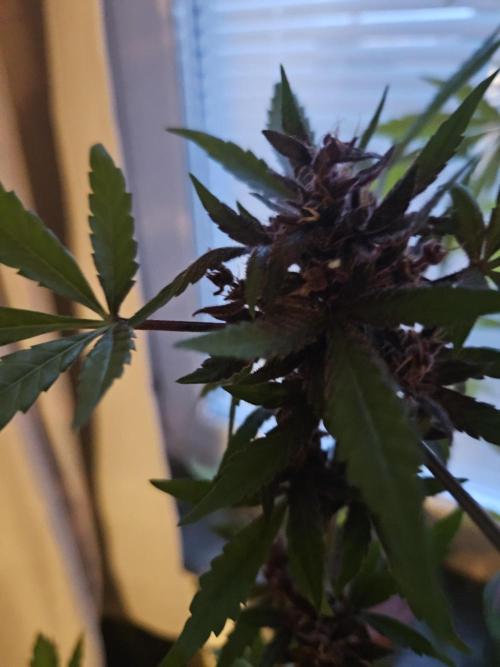 Purplematic CBD. Week 12