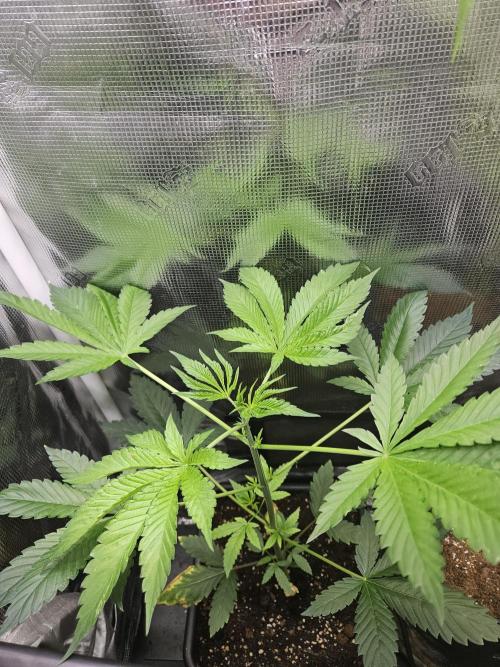 Tropicana Cookies FF. Week 5