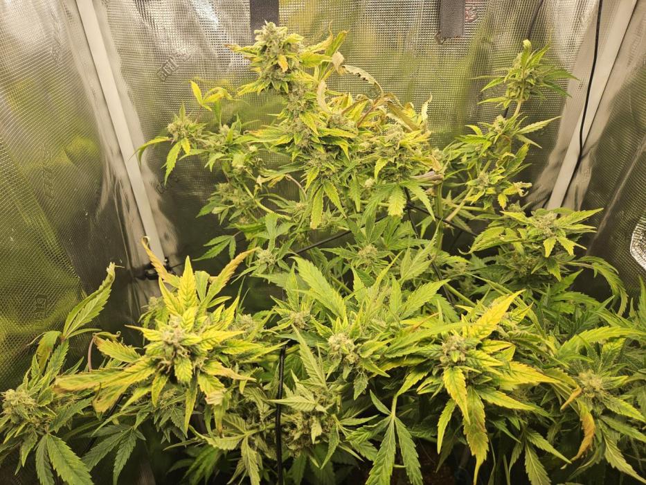 24 carat Mephisto grow!. Week 11