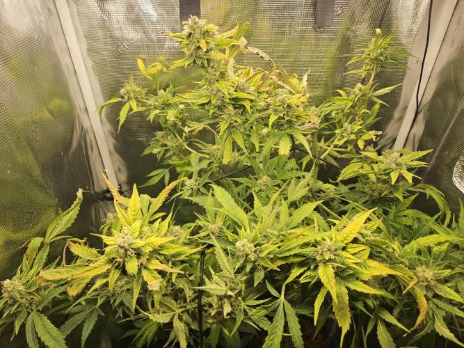 24 carat Mephisto grow!. Week 11