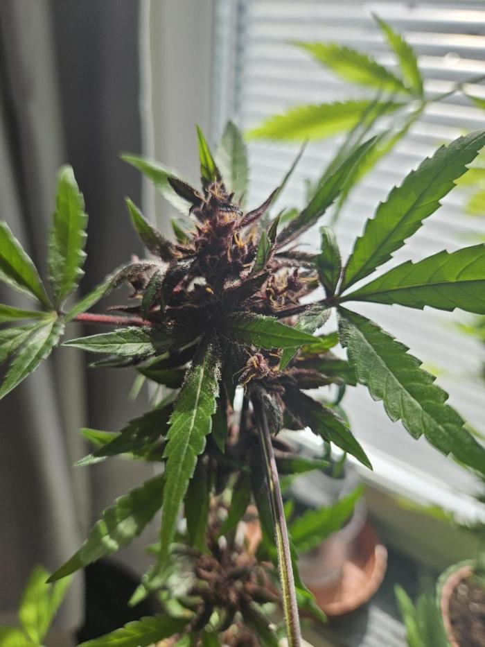 purplematic CBD run from Rqs. Week 13