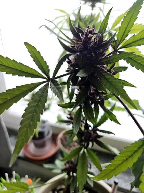 purplematic CBD run from Rqs. Week 14