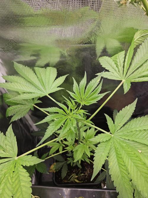 ff tropicana cookies f2b. Week 6