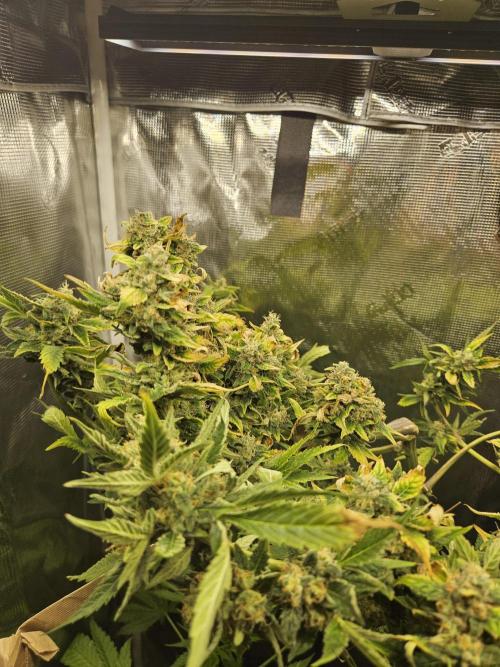 24 carat Mephisto grow!. Week 11