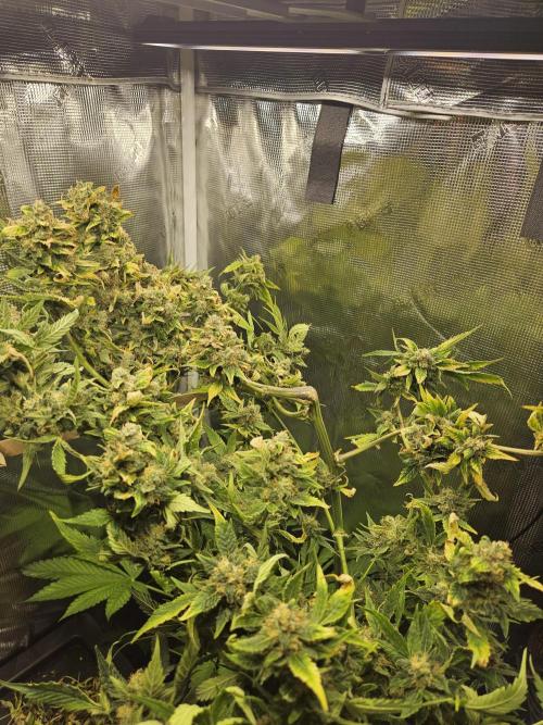 24 Carat. Week 11