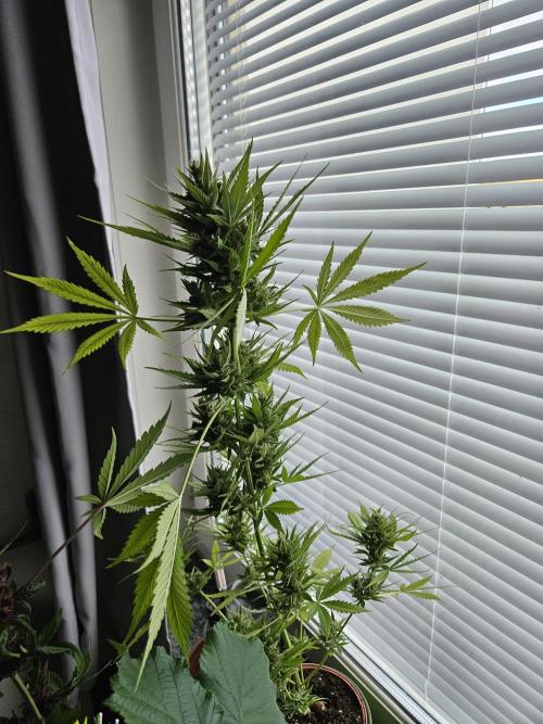 RF3 mixpack fastbuds run. Week 13