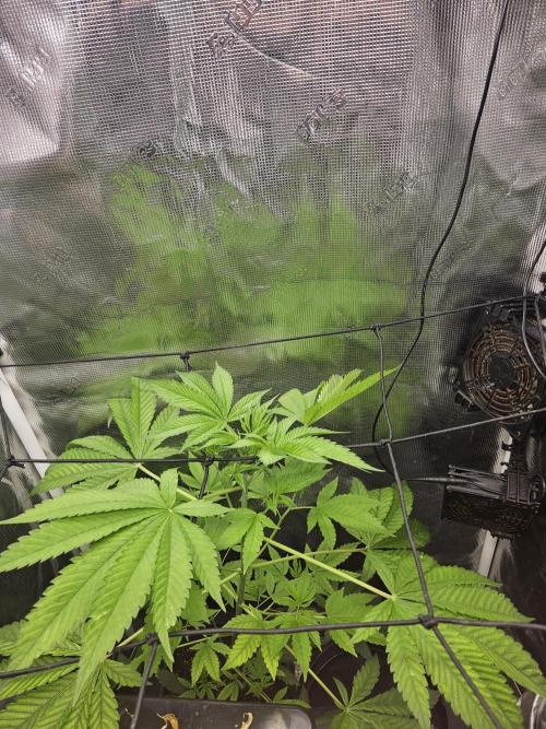 ff tropicana cookies f2b. Week 6