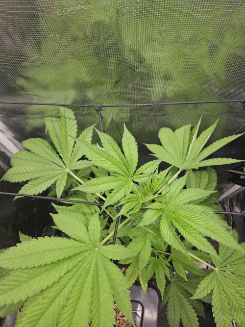 ff tropicana cookies f2b. Week 6