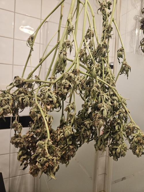 24 carat Mephisto grow!. Week 12