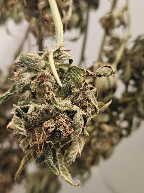 24 carat Mephisto grow!. Week 12