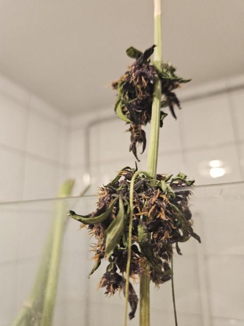 purplematic CBD run from Rqs. Week 14