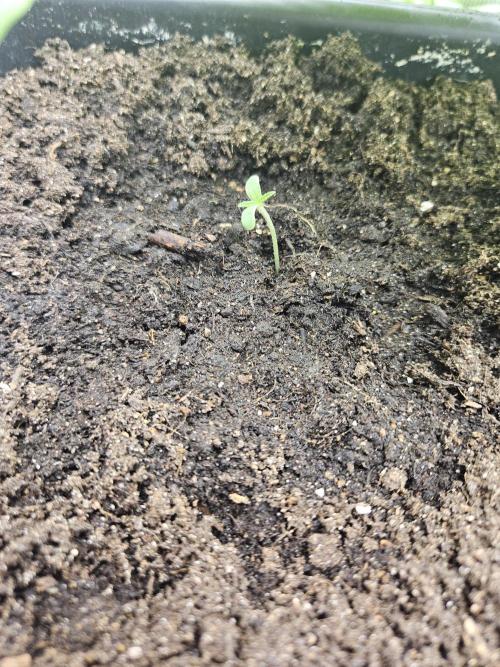 Canna-Cheese 1:1. Week 0