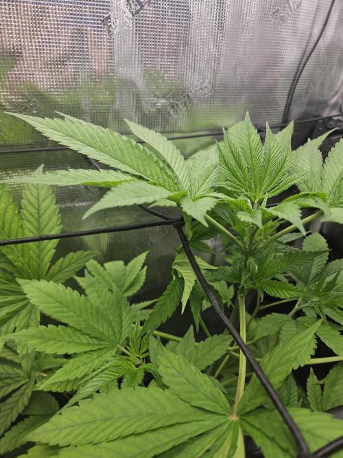 ff tropicana cookies f2b. Week 7