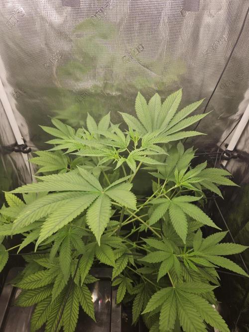 ff tropicana cookies f2b. Week 8