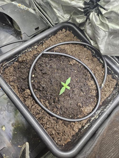 Canna-Cheese 1:1. Week 1