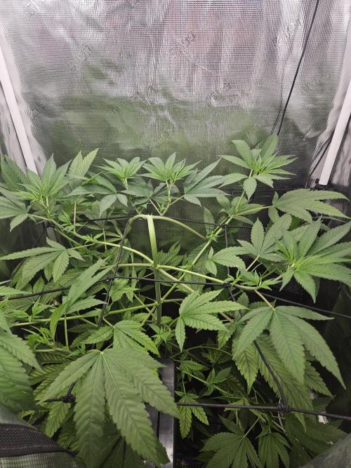 ff tropicana cookies f2b. Week 8