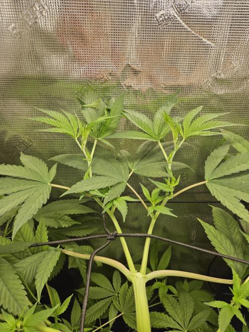 Tropicana Cookies FF. Week 9