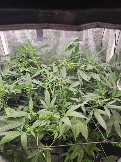 ff tropicana cookies f2b. Week 12