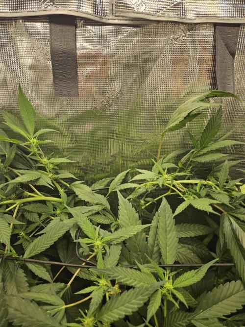 ff tropicana cookies f2b. Week 12