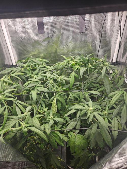 ff tropicana cookies f2b. Week 13