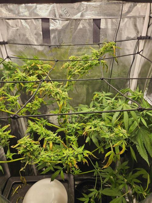 ff tropicana cookies f2b. Week 14