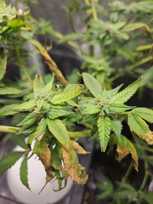 ff tropicana cookies f2b. Week 14