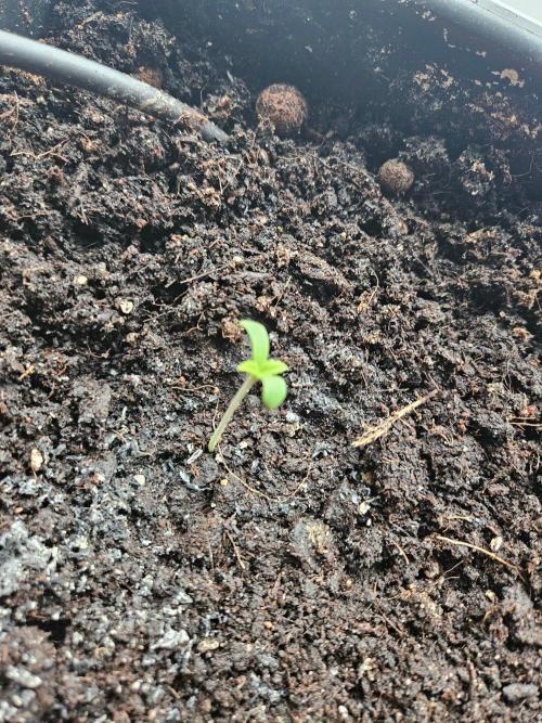 white widow last run 26 rqs femi. Week 0