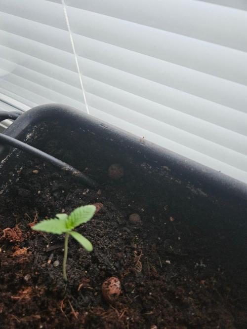 White Widow. Week 1