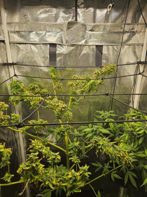 ff tropicana cookies f2b. Week 15