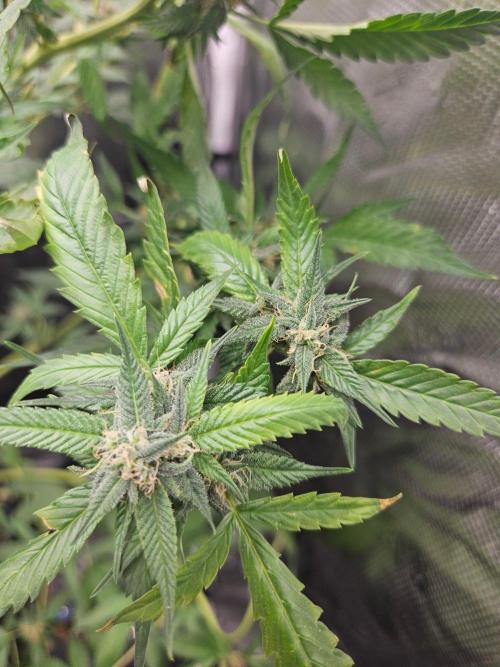 ff tropicana cookies f2b. Week 15