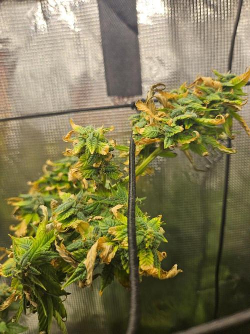 ff tropicana cookies f2b. Week 15
