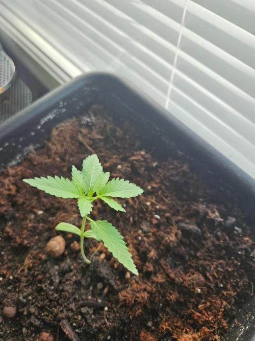 White Widow. Week 2