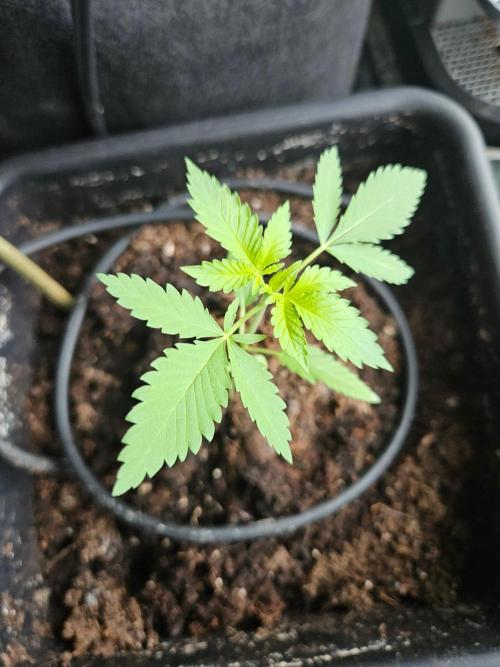white widow last run 26 rqs femi. Week 3