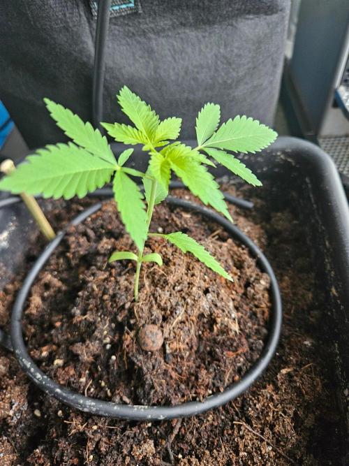 white widow last run 26 rqs femi. Week 3