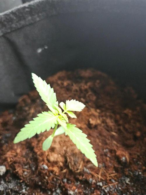 femi mix pack f2b quality test.. Week 2