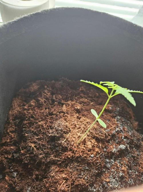 femi mix pack f2b quality test.. Week 2