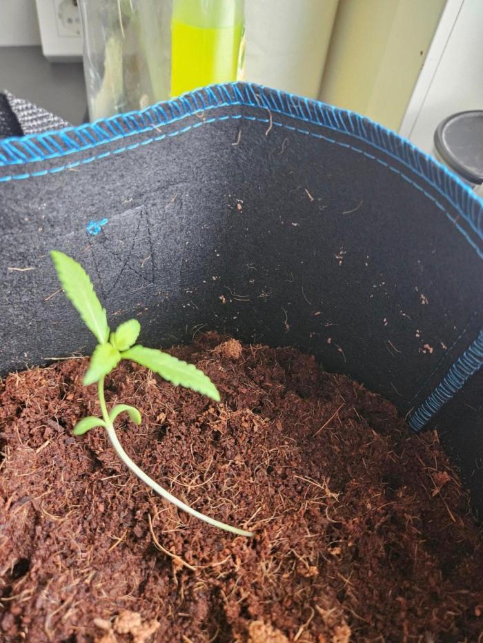 purple nuggys ^^ mephi gen.. Week 2